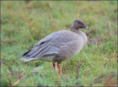 Sa cousine a, elle, le bec et les pattes roses. C'est...