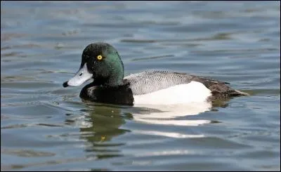 Nous arrivons aux canards. Quelle est donc ce fuligule, dont on reconnaît le mâle en plumage nuptial grâce à son dos gris ?