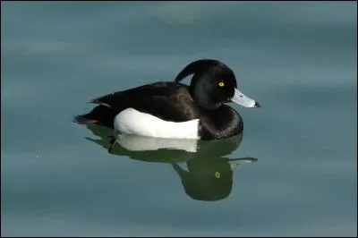 Cet autre fuligule porte une huppe et a le dos noir, c'est le...