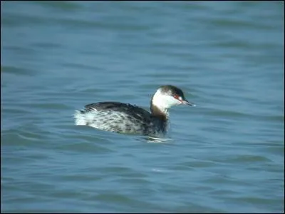 Et pour finir, deux grèbes, différents en plumage nuptial, mais fort semblables en plumage d'hiver. Celui qui porte le moins de noir à la tête est le...
