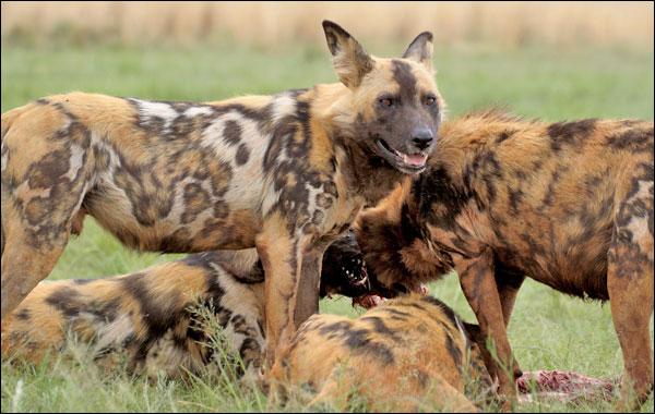 quels animaux vivent en meute