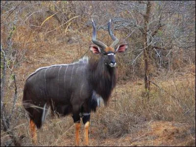 Quel est cet animal qui, suite à de longues périodes de chasse, est en voie de disparition et vit surtout dans les steppes ?