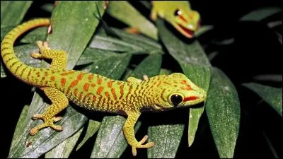 Quel est cet animal, vivant sur Madagascar, dont il existe plusieurs sous-espèces ?