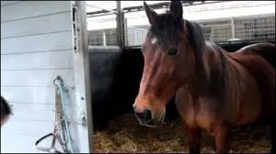 Comment s'appelle le cheval que Wendy monte le plus souvent ?