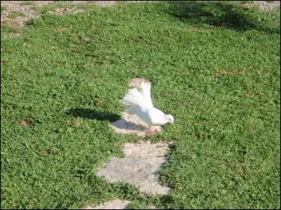 Reconnais-tu cet oiseau ?