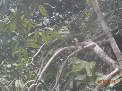 Un animal est caché dans la végétation, retrouve-le !