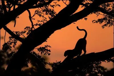 Grâce à sa silhouette, retrouve le nom de cet animal africain !