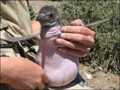 Trouve le nom de cet oiseau !