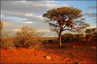 K - Le désert du Kalahari couvre une large partie de l'Amérique du Sud.