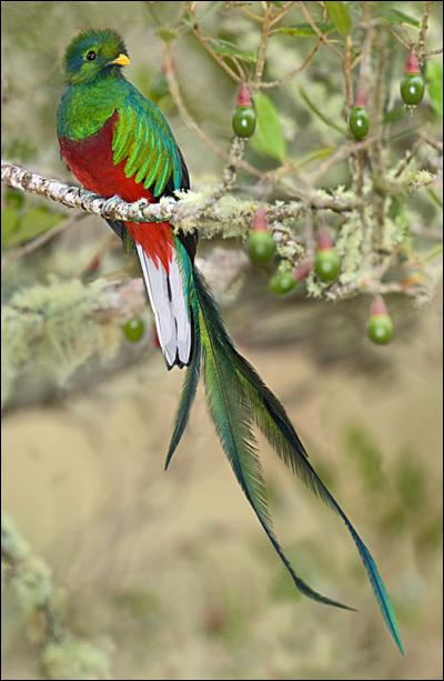 Q - Le quetzal vit en Afrique du Sud.
