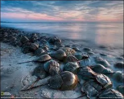 Le limule a le sang de couleur...