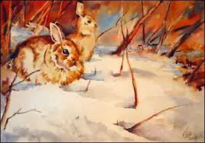 Insecte parasite des cèpes :