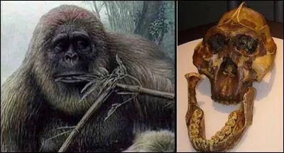 Selon certains savants, le yéti serait le descendant direct du plus grand singe fossile jamais découvert. Quel nom les paléontologues lui ont-ils donné ?