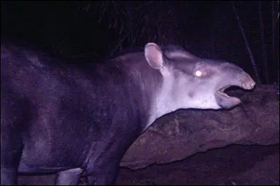 Le tapirus kabomani est une espèce de tapir découvert en Amazonie et le dernier grand mammifère terrestre découvert. Même si les indigènes connaissaient depuis toujours celui qu'ils appellent «le petit tapir noir», l'espèce ne fut identifiée qu'en :