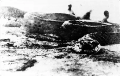 Photo du Sucuriju Gigante, un boa géant qui vivrait en Amazonie. Derrière la tête se dressent 2 hommes que l'on ne voit dépasser qu'à mi-corps. Si ceci n'est pas dû à un effet de perspective, l'animal mesurerait 40 mètres de long. Si un serpent de 10 mètres pèse en moyenne 120 kilos, combien devrait peser le Sucuriju Gigante de la photo ?