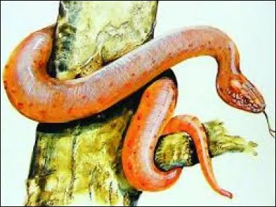 Depuis quelle année est considéré comme disparu le boa fouisseur de l'île Ronde ?