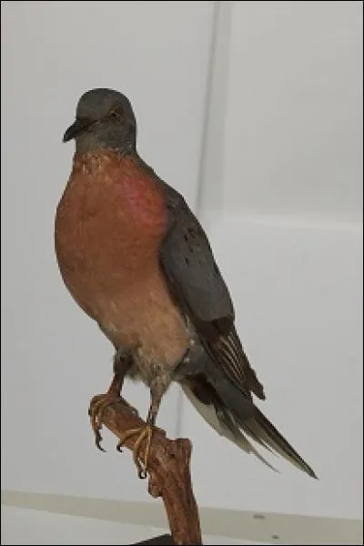 Sur quel continent vivaient les tourtes voyageuses qui ont disparu au début du XXe siècle ?