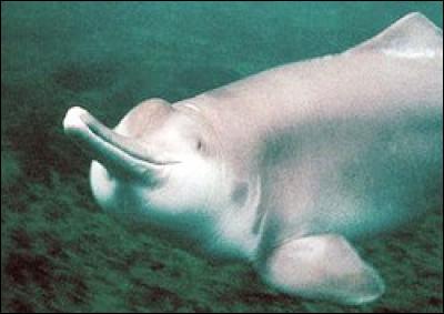 Quelle fut la principale cause de l'extinction du dauphin de Chine ou du Yangzi, qui a totalement disparu en 2007 ?