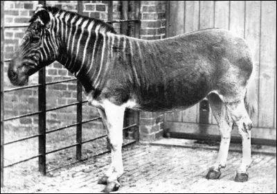 Comment se nomme cet animal disparu ?