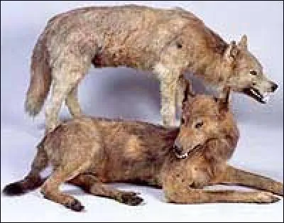 Et celui-ci, disparu en 1889 ?