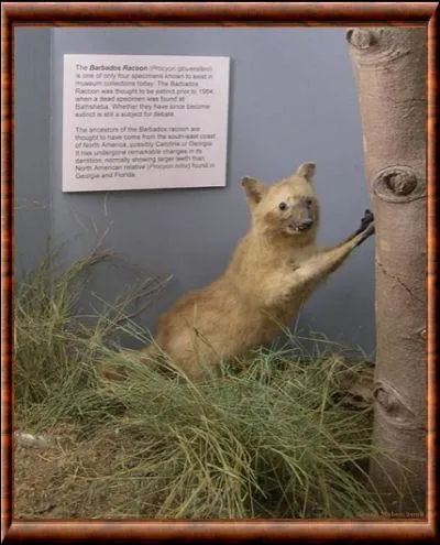 Quelle est la principale cause de la destruction de l'habitat du raton laveur de la Barbade ?