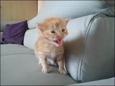 Que boivent les bébés chatons ?