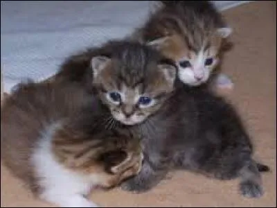 Combien de temps les chats peuvent-ils vivre ?