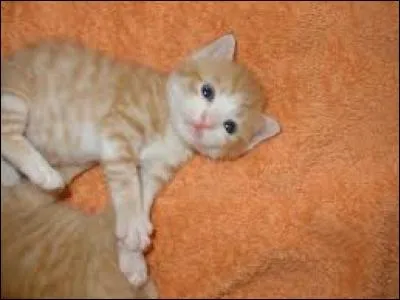 Les bébés chatons :