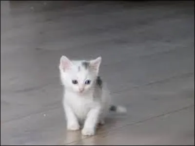 Combien un chat peut-il mesurer ?