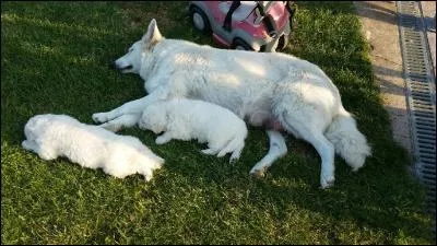 Supporte-t-il la solitude ?