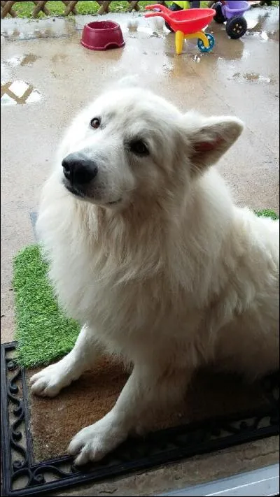 Quelle taille mesure en moyenne un berger blanc suisse mâle adulte ?