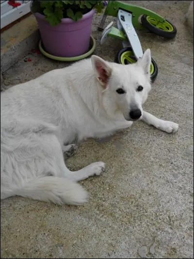 Quelle taille mesure en moyenne un berger blanc suisse femelle adulte ?