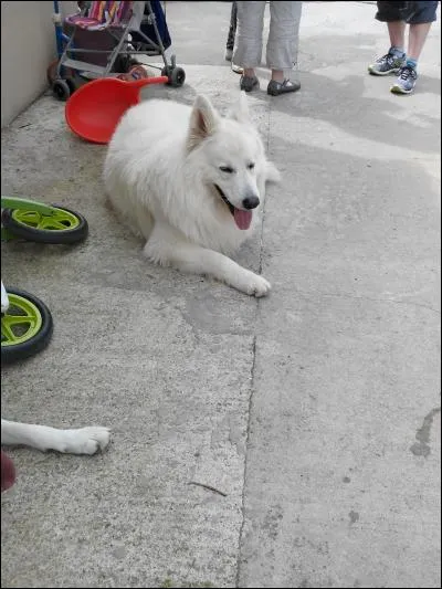 Quel poids pèse en moyenne une femelle adulte ?