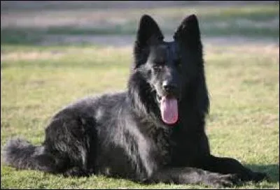 En existe-t-il au pelage noir ?