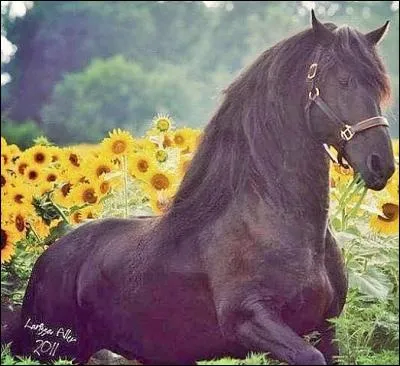 Quelle est la race de ce cheval ?