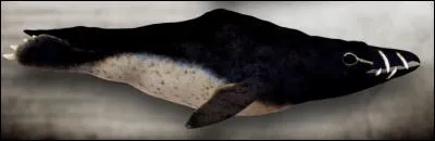 Cet oiseau a-t-il réellement existé ?