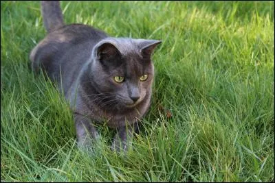 Lana tente de recueillir un chat abandonné qui traîne toujours devant chez elle. Comment le nomme-t-elle ?