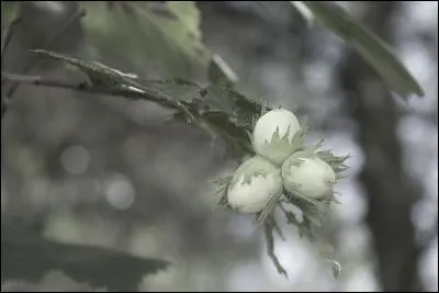 Retrouvez la citation de Coluche, et son petit jeu de mots :