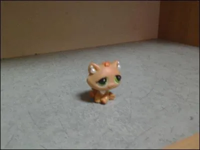 À quelle race ce chat appartient-il ?