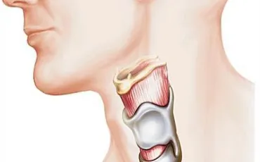 Quiz Anatomie
