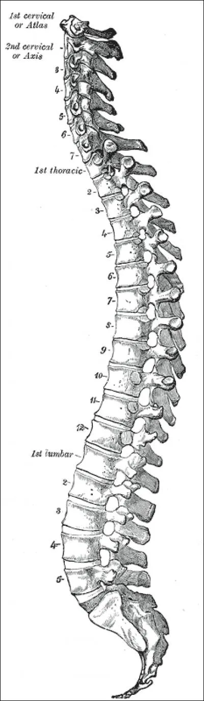 Comment s'appellent les os présents dans la colonne vertébrale ?