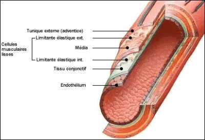 Comment s'appelle le plus gros endroit où circule le sang ?