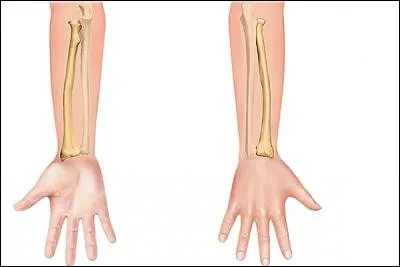 Comment s'appellent ces deux os ?