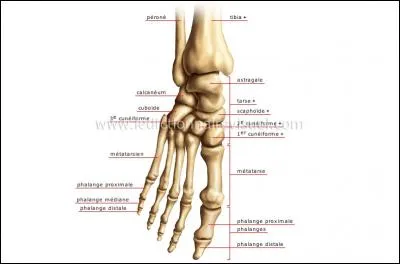 Comment s'appellent certains os des pieds ?