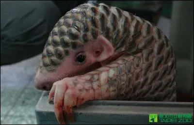 Je vis en Afrique comme en Asie, malheureusement, je fais l'objet d'un trafic et mon espèce est menacée !