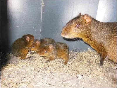Je suis un petit rongeur d'Amérique !