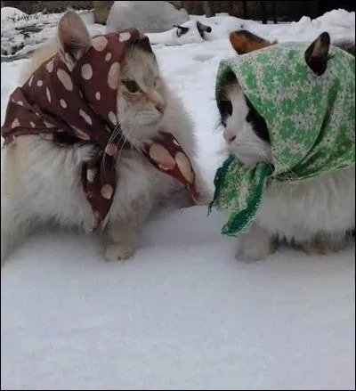 Regardez les chats et trouvez la bonne photo !