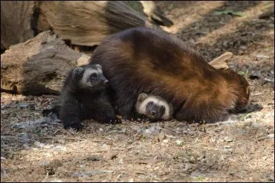 En anglais, mon nom est wolverine ! Mon pouvoir ? Je n'ai peur de rien !