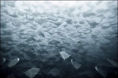Certains la préfèrent au milieu, je suis de la même famille que le requin !