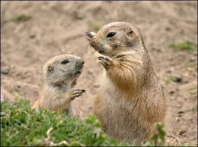 Mon nom pourrait le laisser supposer, mais je ne suis pas un canidé !